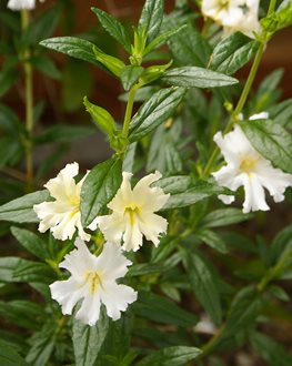 MONKEY FLOWER