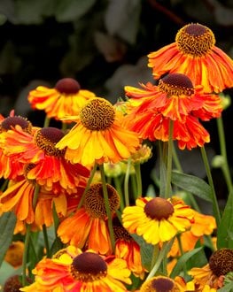 SNEEZEWEED