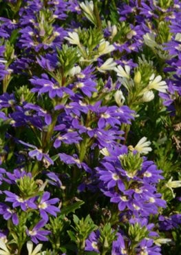 Purple Haze Scaevola, Fan Flower, Purple Flower
Millette Photomedia
