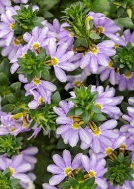 Whirlwind Starlight Scaevola, Blue And White Fan Flower
Proven Winners
Sycamore, IL