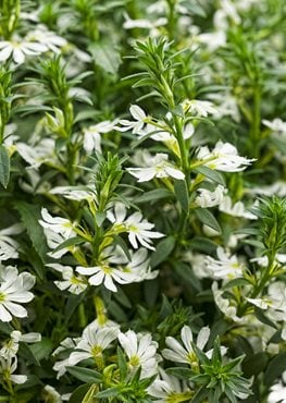 Whirlwind White Scaevola, Fan Flower, White Flowers
Proven Winners
Sycamore, IL