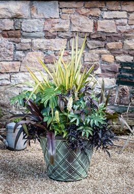 Plant Combo, Lily, Sweet Potato Vine
Garden Design
Calimesa, CA