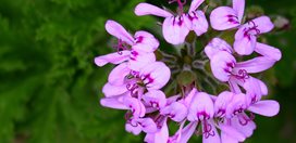 Flower Pictures
Kevin Lee Jacobs
,
