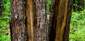 Landslide: Every Tree Tells a Story
Garden Design
Calimesa, CA
