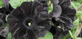 Black Petunia
Ball Horticultural Company
Chicago, IL