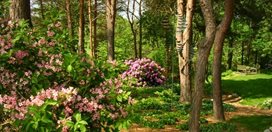 Blooming Azeleas, Pine Trees Trunks
Hugh Stephens
,