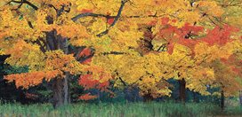 Fall Foliage, Sugar Maple Tree
Garden Design
Calimesa, CA