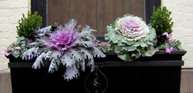 Ornamental Kale, Cabbage
Missouri Botanical Garden
St. Louis, MO