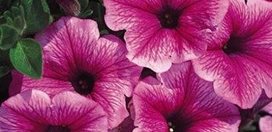 Petunias
Proven Winners
Sycamore, IL