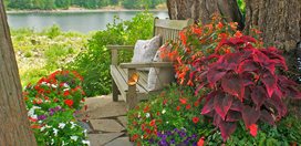 Shady Potted Plants
Janet Loughrey
,