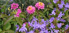 Annual Flowers to Consider for Your Garden This Year
Garden Design
Calimesa, CA