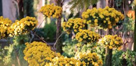 Chrysanthemum Festival
Garden Design
Calimesa, CA