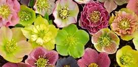 Closeup_lenten_rose_hybrids
Joanne Fuller (Homeowner)
Portland, OR