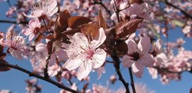 Purple Leaf Plum Tree
Garden Design
Calimesa, CA