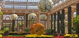 Chrysanthemum Plant
Garden Design
Calimesa, CA