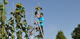 Tall Sunflowers
Garden Design
Calimesa, CA