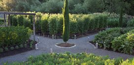 An Organic Kitchen Garden
MIX Garden
Healdsburg, CA