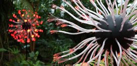 Fiber Optic Flower
Atlanta Botanical Garden
Atlanta, GA