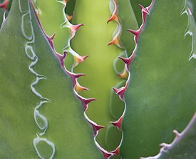<em>AGAVE MONTANA</em> - Photo by: Barb Ries.