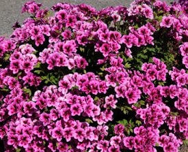 Pelargonium x domesticum Candy Flowers Violet