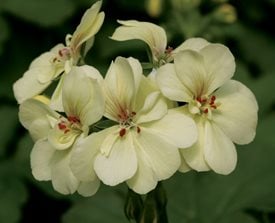 Pelargonium x hortorum ‘First Yellow’