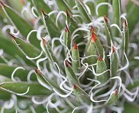 <em>AGAVE LEOPOLDII</em> - Photo by: Barb Ries.