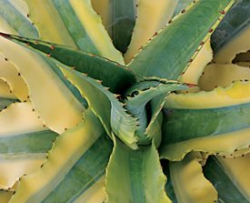 <em>AGAVE</em> ‘CORNELIUS’ - Photo by: Barb Ries.