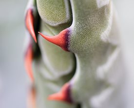 <em>AGAVE GENTRYI</em> X <em>A . MONTANA </em> - Photo by: Barb Ries.