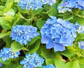 NIKKO BLUE HYDRANGEA
