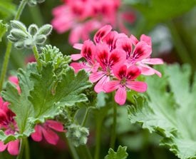 Pelargonium graveolens