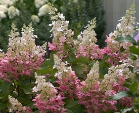 PINKY WINKY HYDRANGEA
