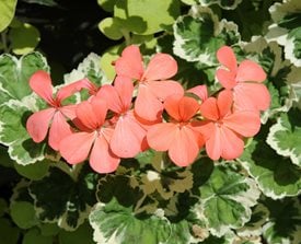 Pelargonium ‘Frank Headley’