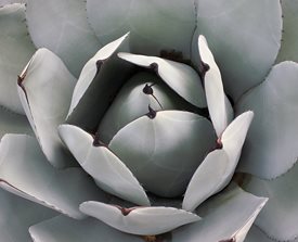 <em>AGAVE PARRYI</em> VAR. <em>TRUNCATA </em> - Photo by: Barb Ries.
