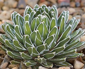 <em>AGAVE VICTORIAE-REGINAE</em> - Photo by: Barb Ries.