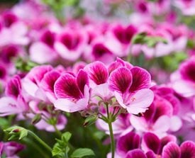 Pelargonium ‘Darmsden’