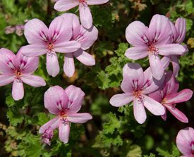 Pelargonium crispum