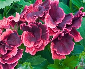 Pelargonium x domesticum ‘Rimfire’