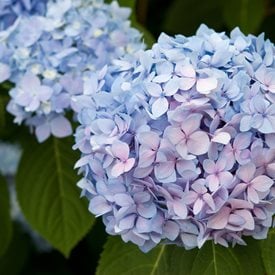 'Endless Summer' Bigleaf Hydrangea