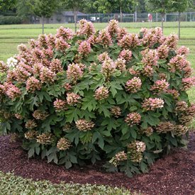 'Munchkin' Oakleaf Hydrangea