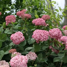 Invincibelle® Spirit II smooth hydrangea