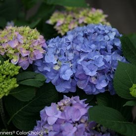 Let’s Dance® Rhythmic Blue® Reblooming Hydrangea