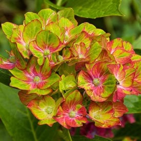 'Pistachio' Bigleaf Hydrangea