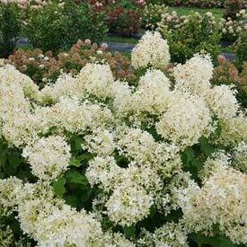 Puffer Fish™ Panicle Hydrangea