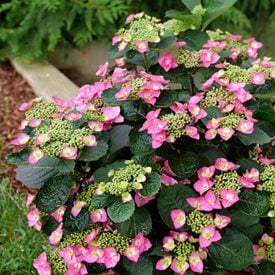 Tuff Stuff Top Fun® Reblooming Mountain Hydrangea