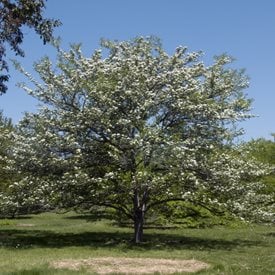 'Winter King Green hawthorn
