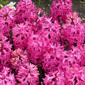 Hyancinthus orientalis ‘Jan Bos’