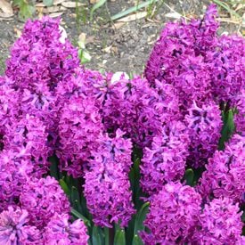 Hyacinthus orientalis ‘Woodstock’