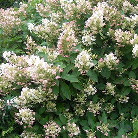 'Pee Wee' Oakleaf Hydrangea