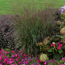Prairie Winds® 'Cheyenne Sky' Switchgrass
