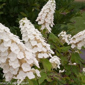 Gatsby Gal® Oakleaf Hydrangea